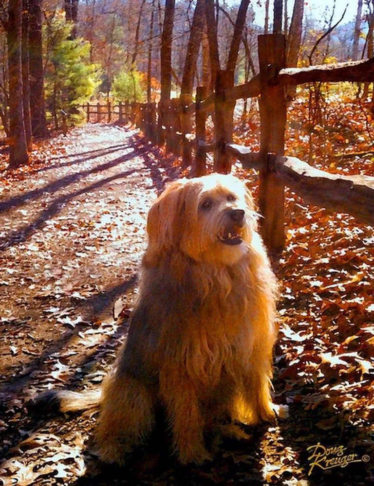 Pinturas Cuadros: Pinturas de Perros, Cuadros Realistas al Óleo ...