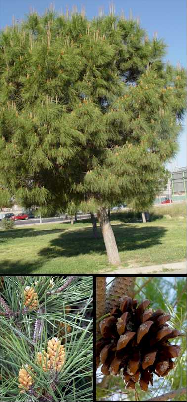 PINUS PINEA