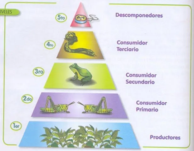 Piramide trofica - Imagui