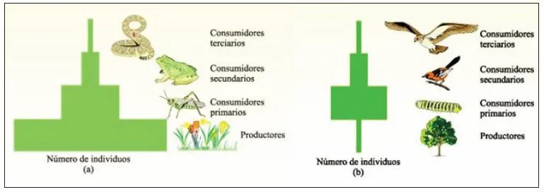 Pirámides ecológicas