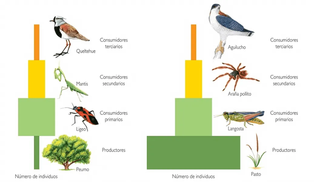 Pirámides Tróficas - Biología Escolar