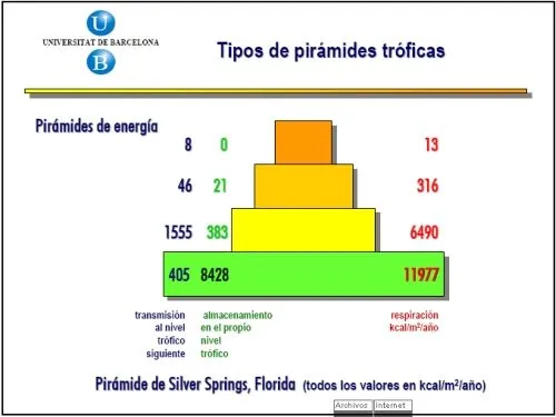 Pirámides tróficas | elescribanodeagua