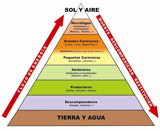 Etica Y Transformacion Del Entorno: Cadenas Tróficas