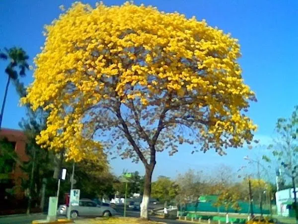 Pisos de Madera en México: El generoso árbol Primavera o Guayacán