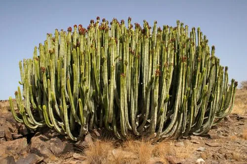 Los pisos de vegetación - GRAN CANARIA - (GEVIC) Gran Enciclopedia ...