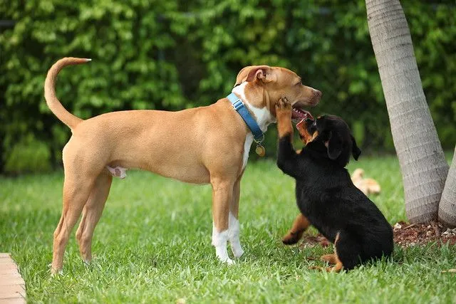 Pit bull & Rottweiler socialize | Flickr - Photo Sharing!