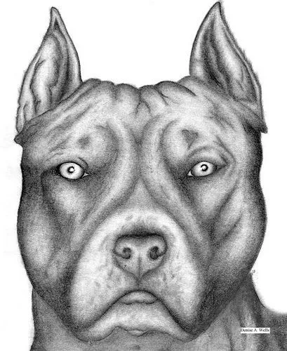 Pit Bull Drawing by Denise A. Wells | Pencil Drawings by Denise A. We…