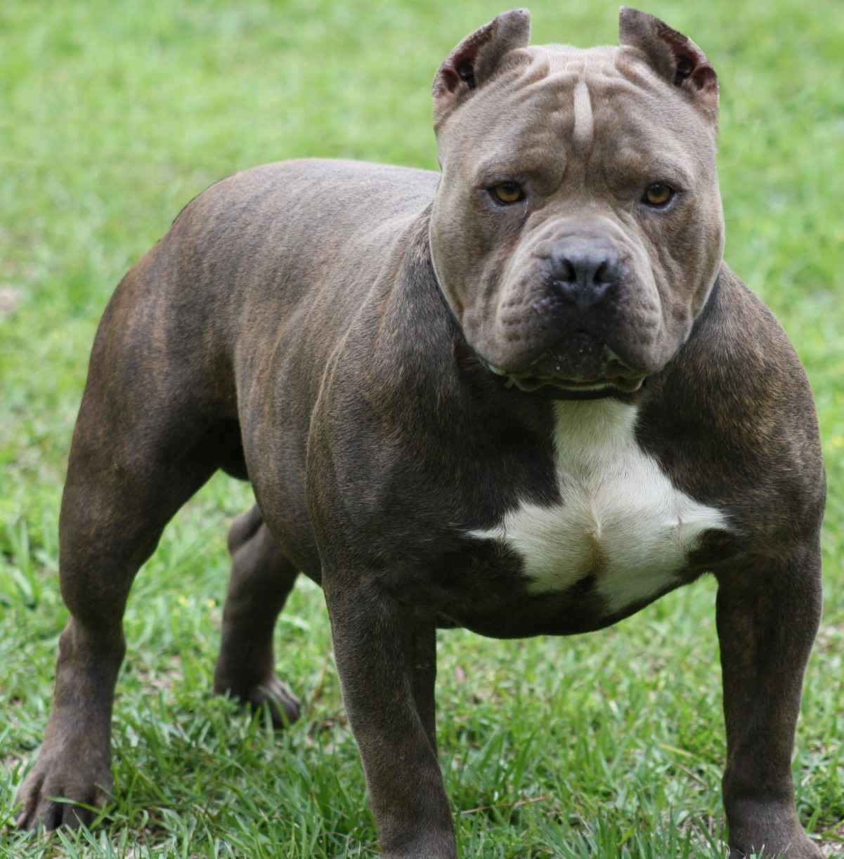 Pit Bull Terrieres el perro mas agresivo, no es recomendable para ...