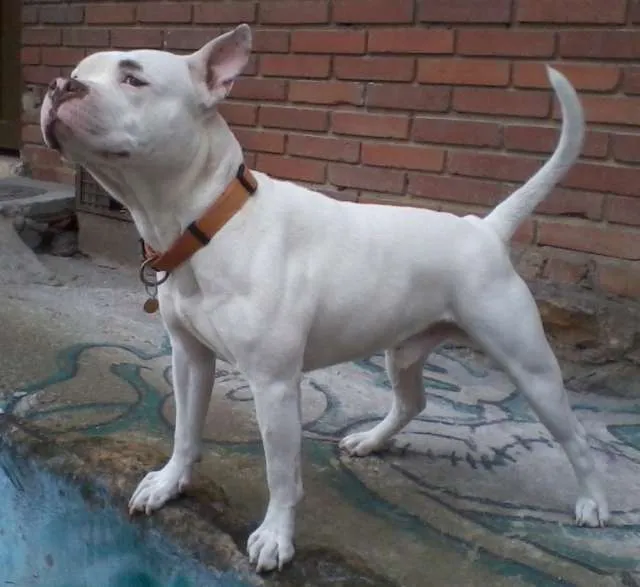 Pitbull american staffordshire terrier blanco para monta - Bogotá ...