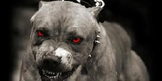 Lo que piensan los boludos sobre los Pitbulls - Taringa!