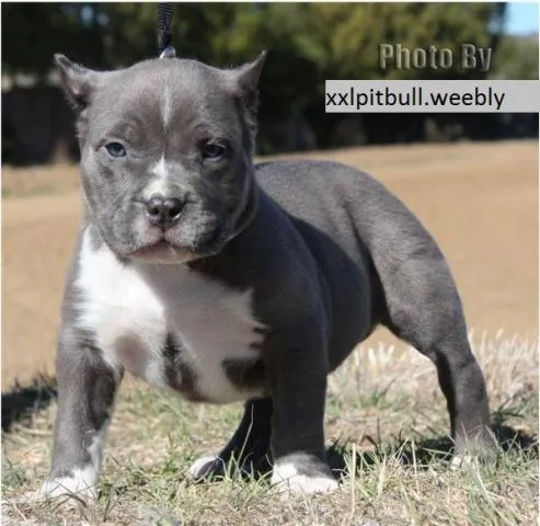 Imágenes de Cachorros Pitbull, Baja Estatura, Y Fuerte Estructura ...