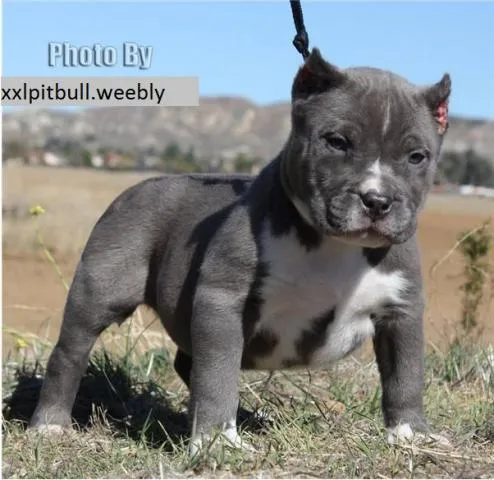 Imágenes de Cachorros Pitbull, Baja Estatura, Y Fuerte Estructura ...