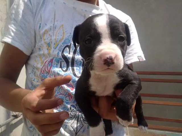 Venta de Cachorros Pitbull y Pitbull Blue Fawn en Ecatepec de Morelos