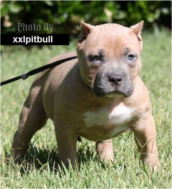 Fotos de Pitbull Cachorros, Blue, Fawn y Gris con papeles - Lima ...