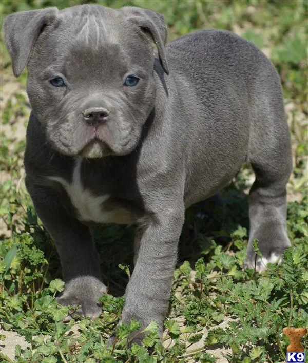 Pitbull blue - Imagui