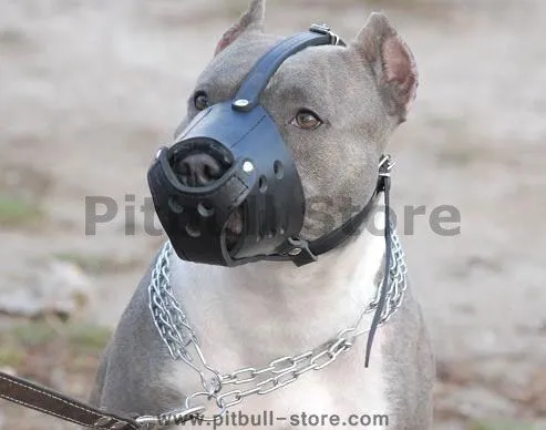 Pitbull Blue Nose : Pitbull Dog Harnesses, Collars, Leashes ...