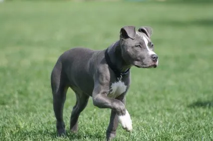 pitbull blue | Tumblr