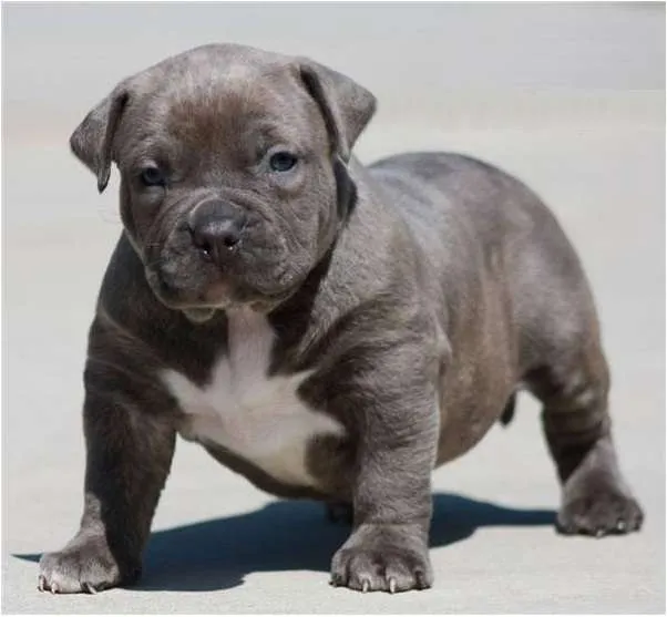 Fotos de Pitbull Cachorros, Blue, Fawn y Gris con papeles - Lima ...