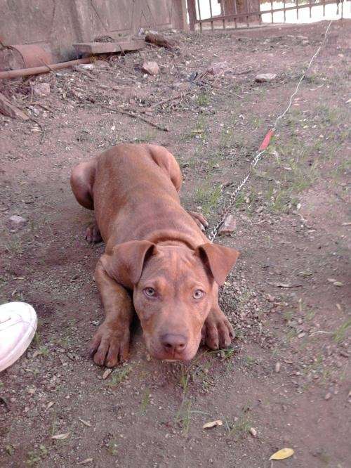 Fotos de Cachorro Pitbull 3 Meses y Medio - Concepción - Animales ...