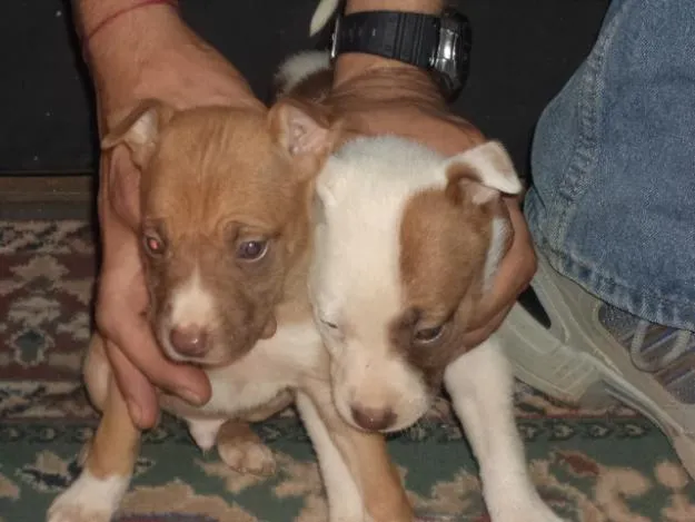 Los Mejores Pitbulls de Colombia: Galeria