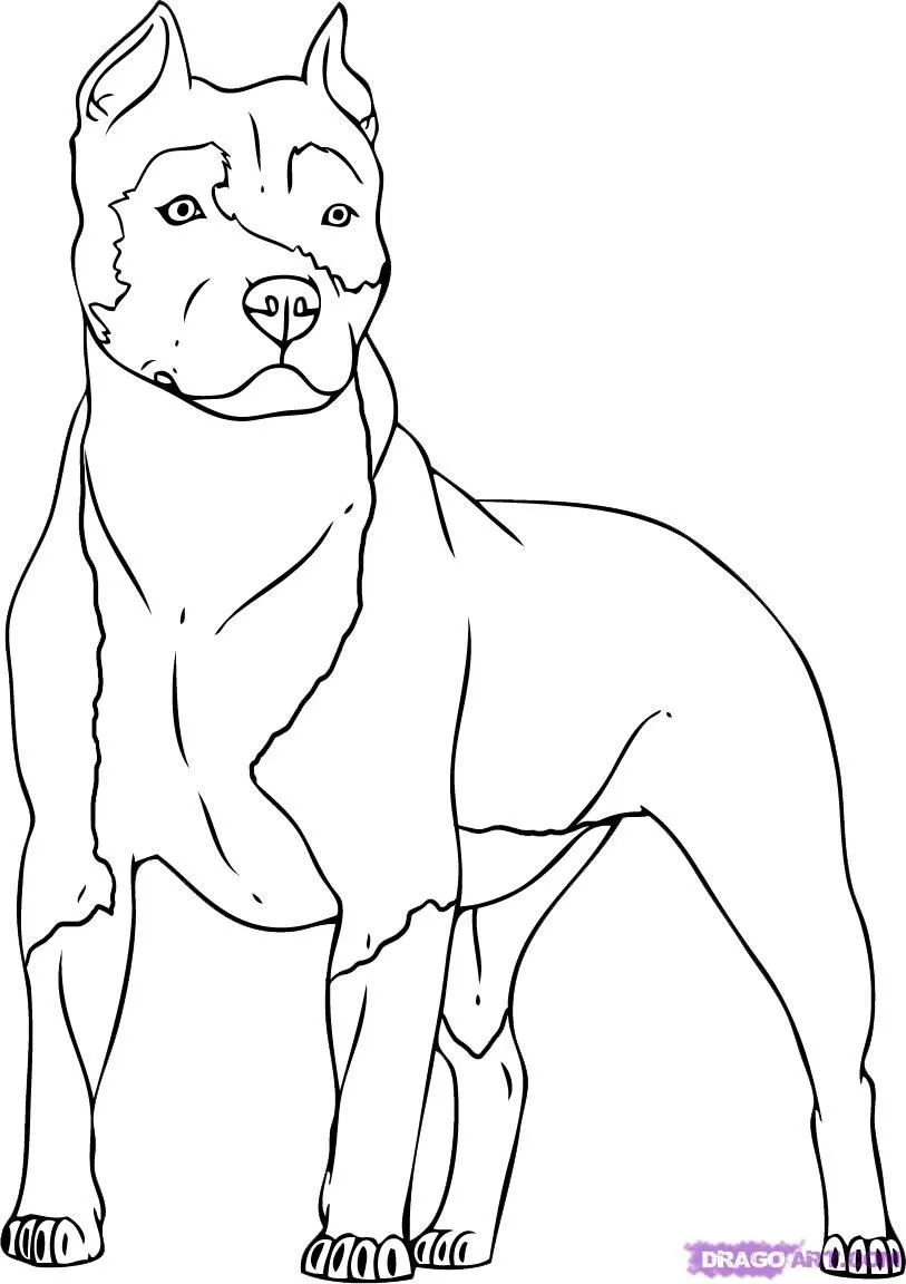 Pitbull Coloring Page|Dog Coloring Pages