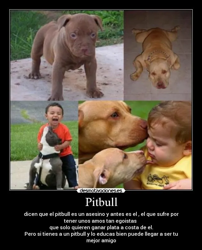 Pitbull | Desmotivaciones