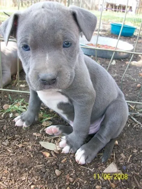 Pitbull dogs on Pinterest | 139 Pins