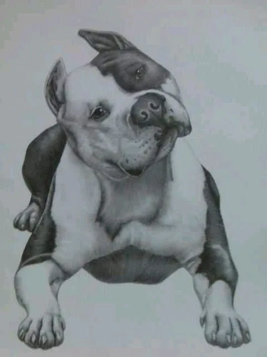 Pitbull drawing incredible | Pitbulls & Elephants | Pinterest