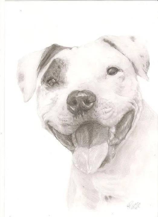 Pitbull Drawings for Sale