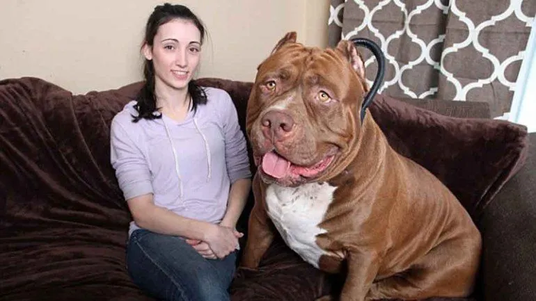 El Pitbull más grande del mundo: Fotos del impresionante Hulk ...