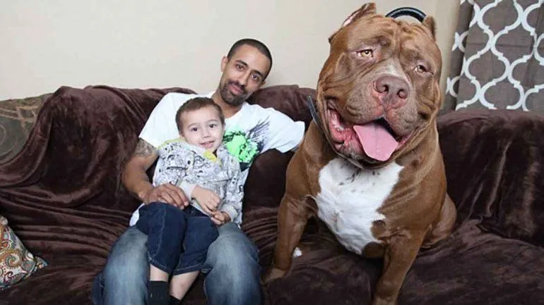 El Pitbull más grande del mundo: Fotos del impresionante Hulk ...