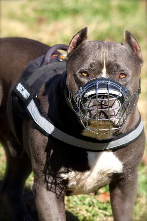 Pitbull Halsband, Pitbull Zubehör