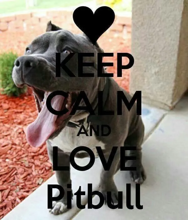 Pitbull Hunde - Android-Apps auf Google Play