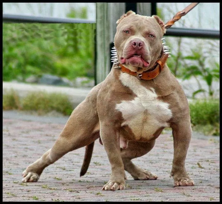 Pitbull Kosova: Pit Bull Red Nose