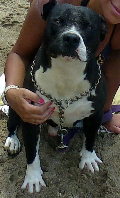 Pitbull negro con pecho blanco, extraviado en zona Mundialista ...