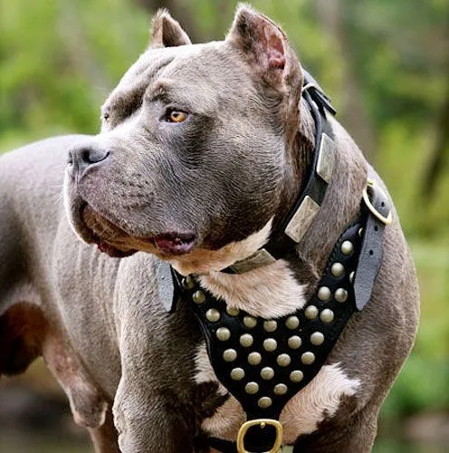 Pitbull on Pinterest | Dog Wallpaper, Types Of Dogs and Dogs