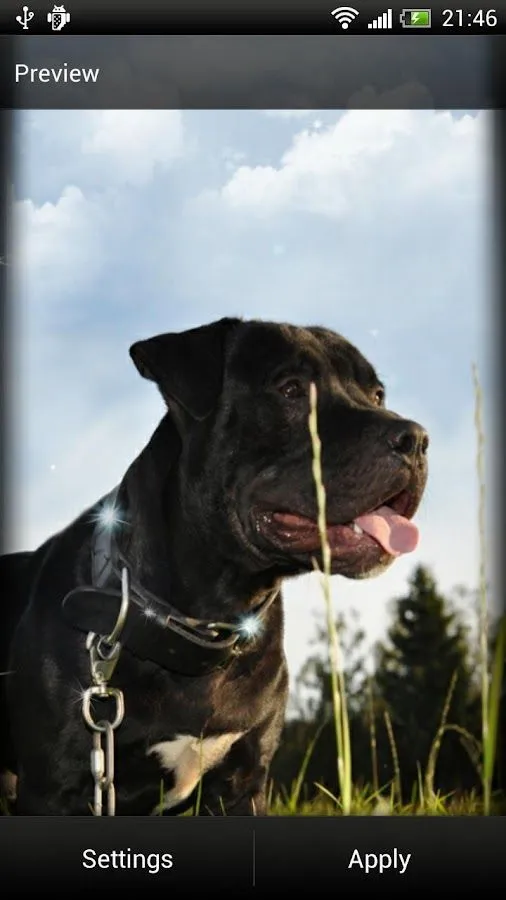 Pitbull Perro Fondo Animado - Aplicaciones Android en Google Play