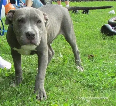 Pitbull pics, 4