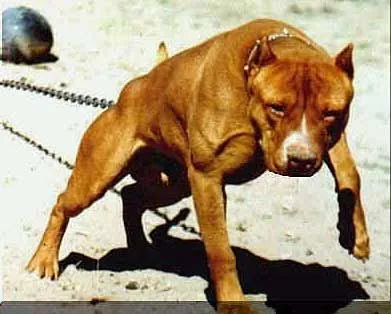 PITBULL TERRIER: LAS MEJORES IMAGENES DE PITBULLS