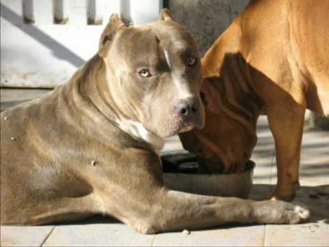 pitbull terrier,argentina criadero big boss - YouTube