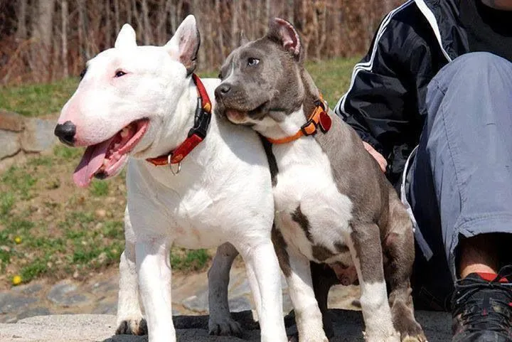 Bull Terrier VS Pitbull Love | Pitbulls | Pinterest