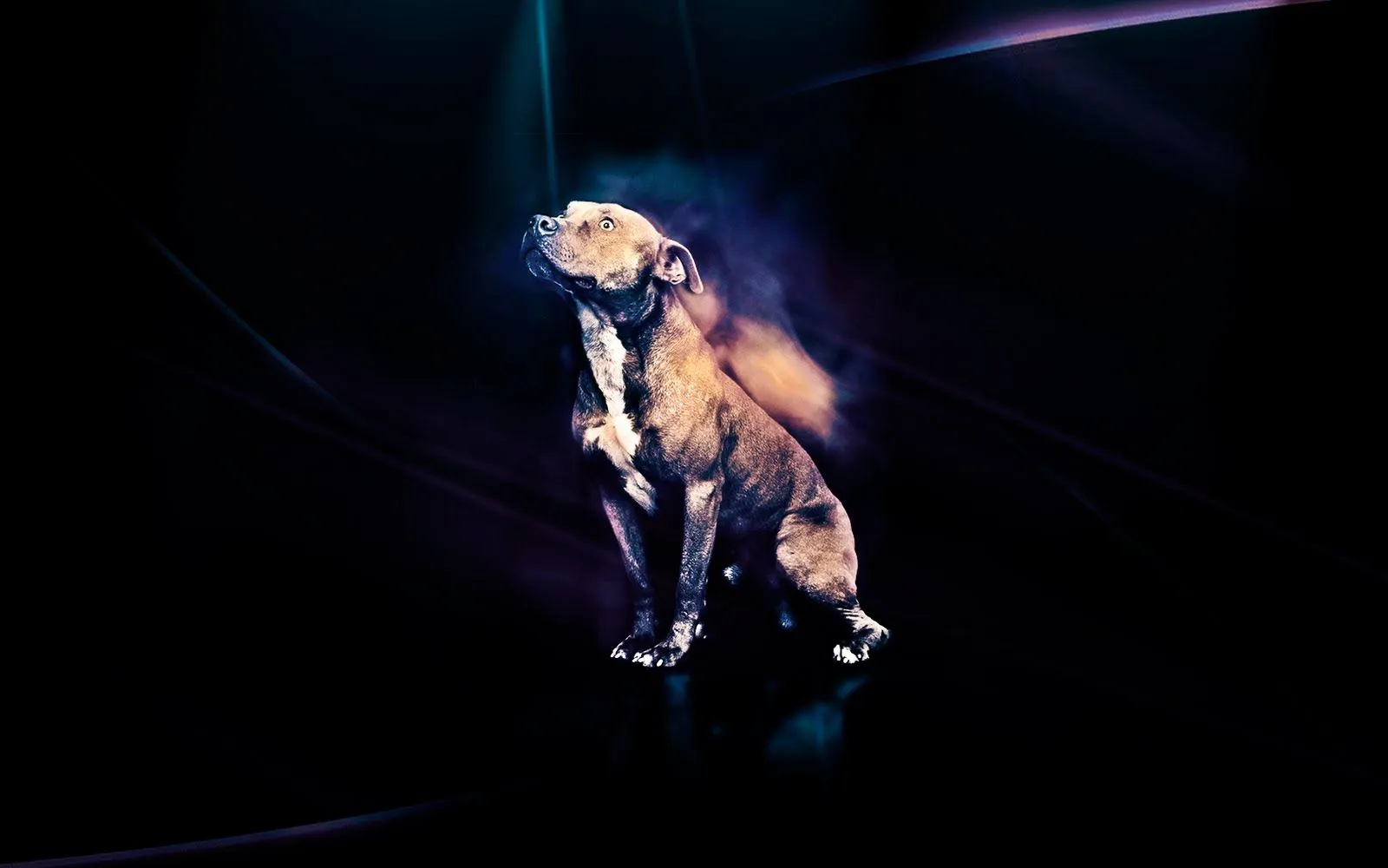 Pitbull Wallpapers | NEWSMOV