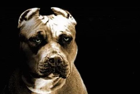 IMAGENES 3D PERROS PIT BULL | TODO PARA FACEBOOK IMAGENES PARA ...