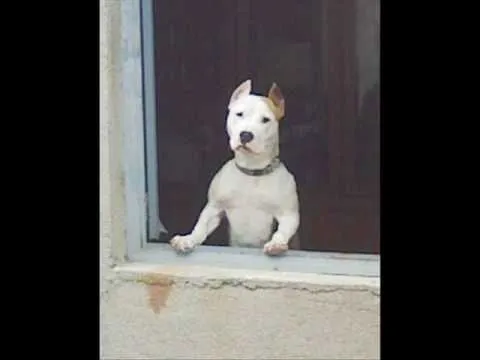 Pitbulls American Stanford - Imagui