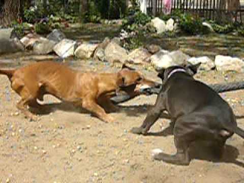 pitbulls DEMENTES contra salchicha ESQUIZOFRENICO - YouTube