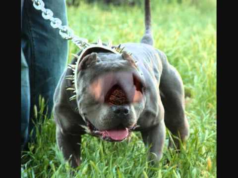 pitbulls fuertes y leales - YouTube