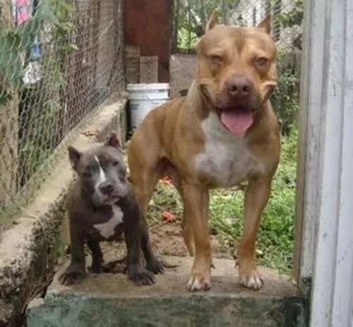 Fotos de pitbull de pelea - Imagui