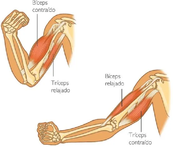 FOTOS Dibujos Imágenes VIDEOS: DIBUJOS DEL BRAZO Y SUS PARTES