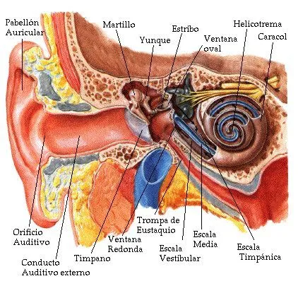 Pix For > El Oido Y Sus Partes