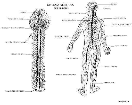 Sistema nervioso central para colorear - Imagui